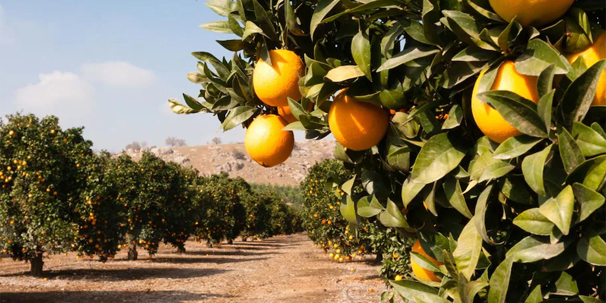 Il Distretto Agrumi di Sicilia presenta il progetto I.D.R.O 